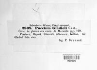 Puccinia gladioli image